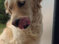 Golden retriever Paris kızımız