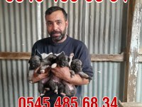 Kangal yavruları ve damızlık mevcut