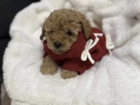 Toy Poodle Irkı Köpeğimiz