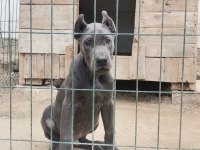 Irkının En İyisi Cane Corso Yavrular Kapıda Ödeme Mevcut