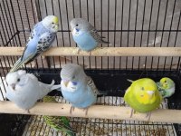 Eğitmelik Yavrular Ve Hazır Çift Muhabbet Kuşları