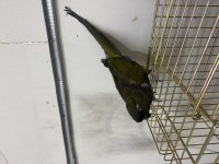 Çok güzel full + full evcil patagonya konur papağanı