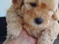 Sarı Ve Siyah Bebek Köpekler