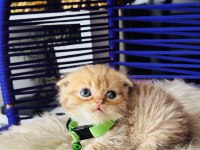 Scottish Fold golden tabby