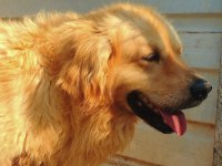Golden Retriever Altın Tüylü Bebekler Sizi Bekliyor