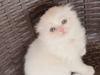 Ev ortamında büyüyen scottish fold