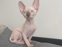 Sphynx yavru kedimiz
