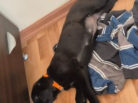 Labrador Melez Yavru