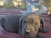 Cane Corso Yavrularımız