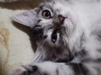3 Aylık British Shorthair Yavrumuza Yuva Arıyoruz