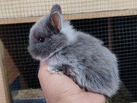 Cüce Tavşan (Netharlend dwarf)
