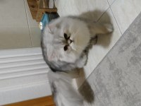 Chinchilla 8,5 Aylık
