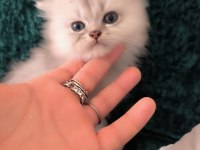 British longhair erkek yeni evini arıyor