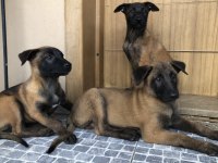 Safkan ırk garantili belçika kurdu