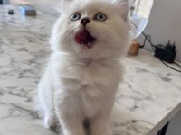 British longhair erkek yavru