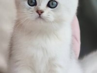 Siyah ve beyazın uyumu ns24 british shorthair