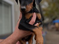 Dişi erkek doberman kapıda ödemeli güvenli sistem