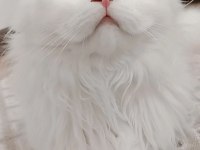 7 aylık british longhair