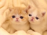 Show Face Exotic Shorthair Garfield Erkek Yavrum