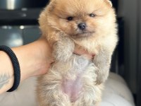 Dişi ve erkek pomeranian boo kardeşler