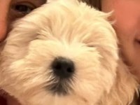 Maltipoo kızım yuvasını arıyor uygun
