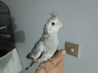 YAVRU SULTAN PAPAĞANIMIZ