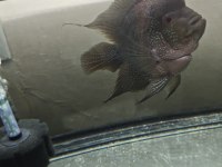 Flowerhorn balığımız