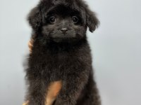 Terrier Melezi değil Orjinal Maltipoo Yavrum