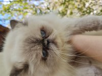2 yaşında exotic shorthair