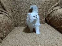 British longhair silver point kızımız
