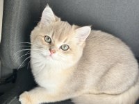 British Shorthair Kedisi