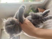 4 adet british shorthair yavrularımız