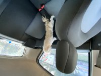 Morkie dişi