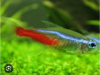 Dört adet sağlıklı Neon Tetra