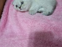 Scottish fold yavru kedimiz için ulaşınız
