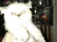 Evinizin yeni evlatları bal suratlı kediler