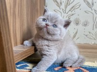 A KALİTE BRİTİSH SHORTHAİR FAWN COLOR