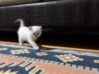 A KALİTE BRİTİSH YAVRULAR