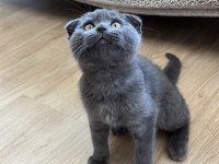 Scottish fold kedimiz oyuncu