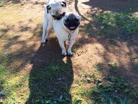 Satılık pug köpeği