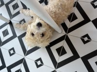 Köpeğimiz yeni yuvasını arıyor