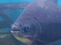 Pirana pacu