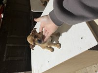 Pinscher şivava