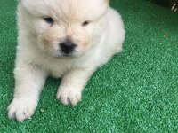 45 günlük chow chow erkek