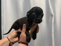 Chihuahua yavrular