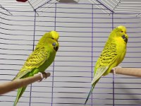 Jumbo Muhabbet Kuşu Çift