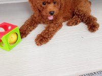 3 aylık toy poodle