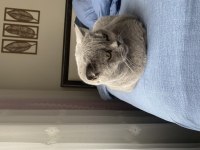 British shorthair 1,5 yaşında