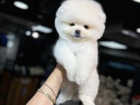 ORJİNAL IRK POMERANİAN BOO YAVRULARIMIZ