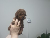 Toy poodle bebeklerimiz